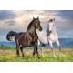 Bluebird-Puzzle - 500 pièces - Couple de Chevaux