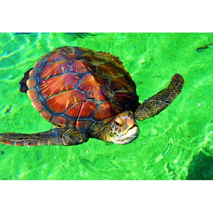 Puzzle Bluebird-Puzzle-F-90298 La Réunion - Tortue de Mer