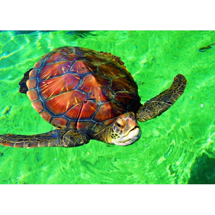 Puzzle Bluebird-Puzzle-F-90299 La Réunion - Tortue de Mer