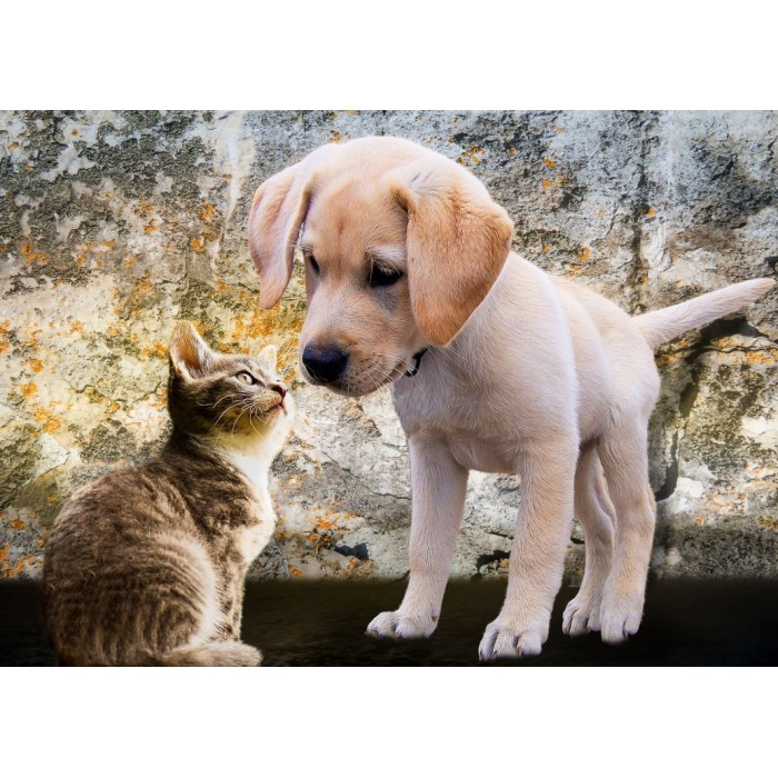 Puzzle Bluebird-Puzzle-F-90335 Kitten and Puppy