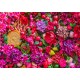 Bluebird-Puzzle - 1500 pieces - Flowers & Fruits