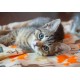 Bluebird-Puzzle - 300 pièces - Kitten