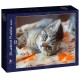 Bluebird-Puzzle - 300 pièces - Kitten