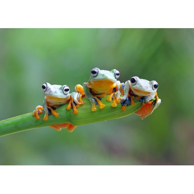 Bluebird-Puzzle - 500 pieces - Friendly Frogs